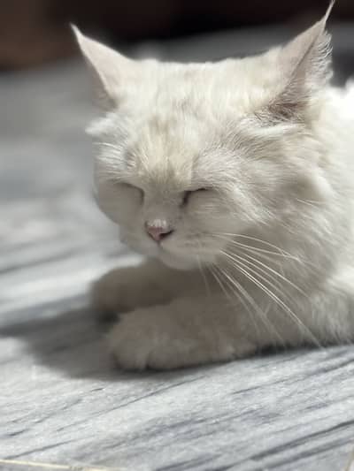 Persian Cat