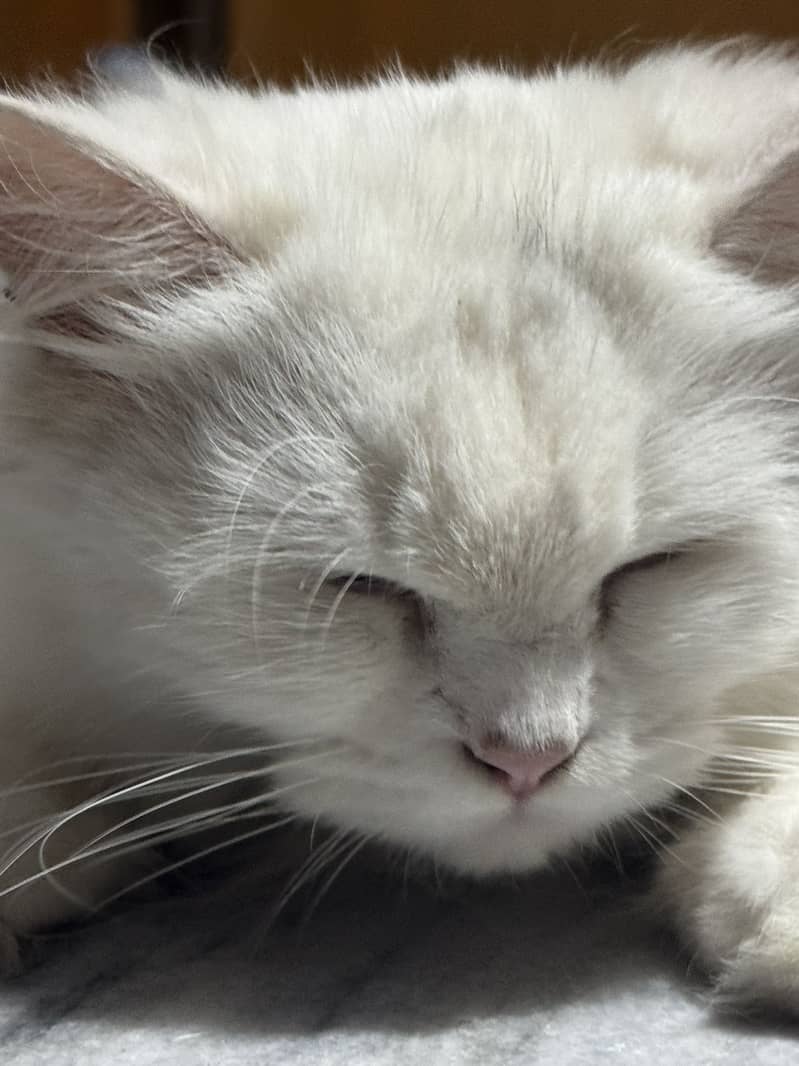 Persian Cat 1