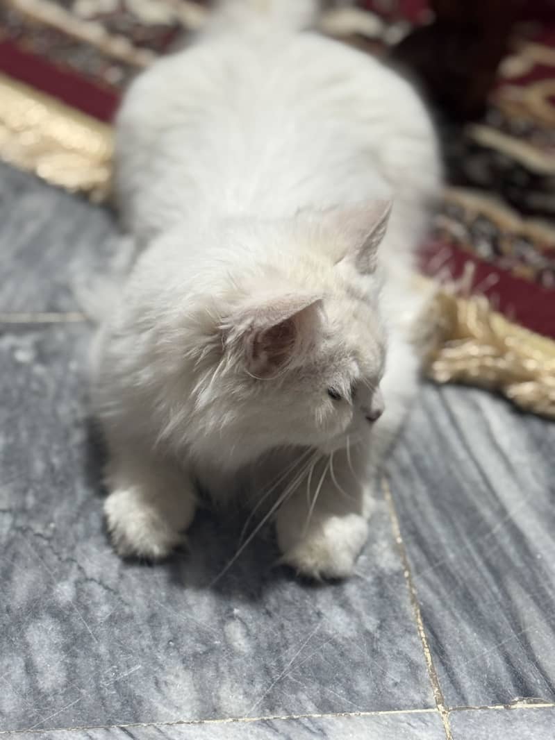 Persian Cat 2