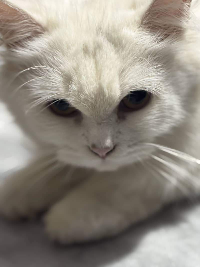 Persian Cat 3