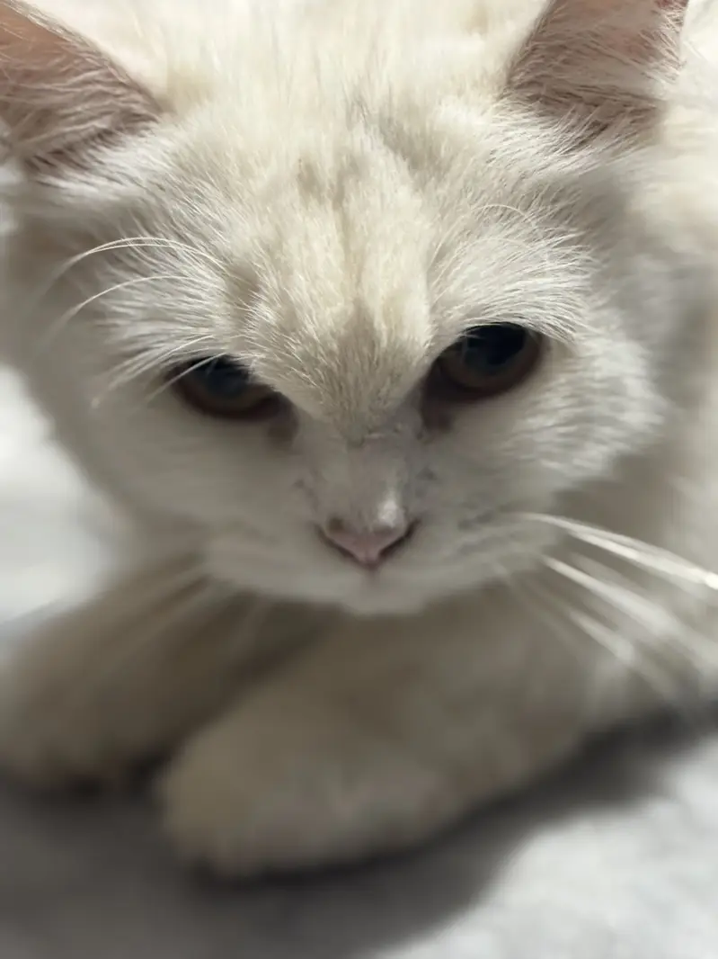Persian Cat — photo 4