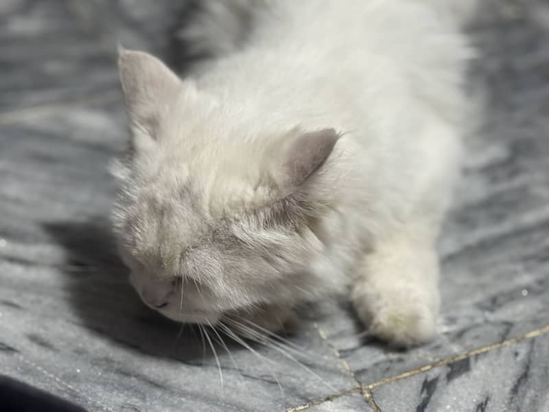 Persian Cat 4