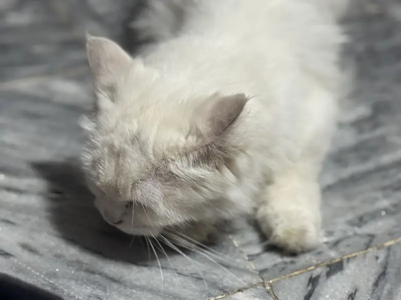 Persian Cat — photo 5