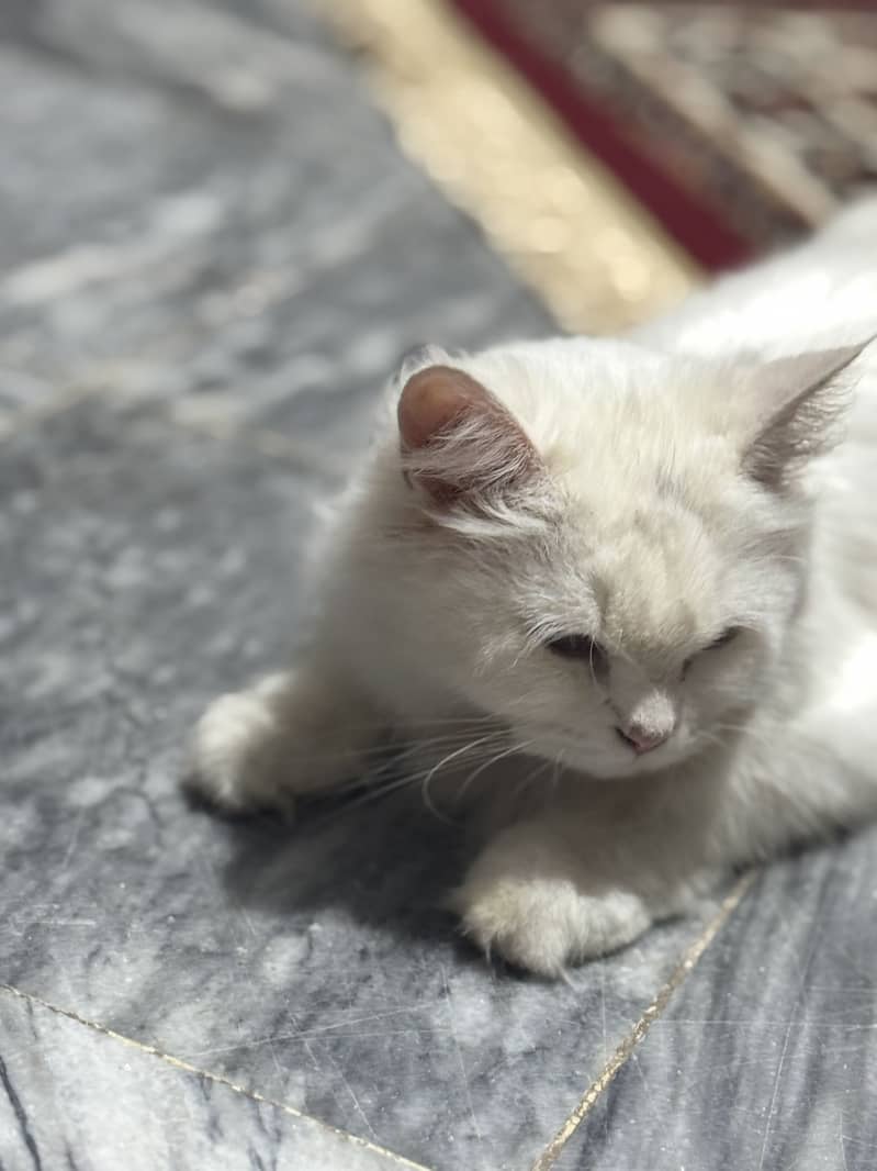 Persian Cat 5