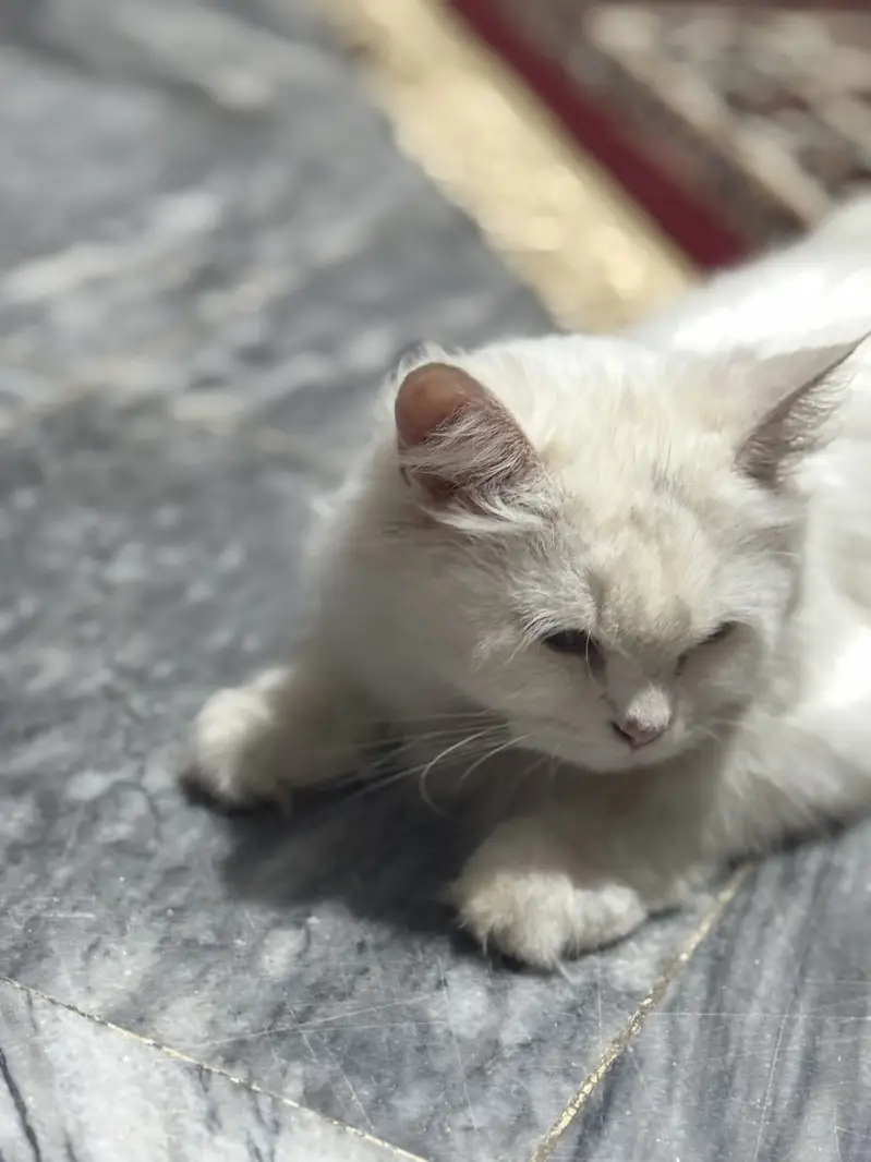 Persian Cat — photo 6