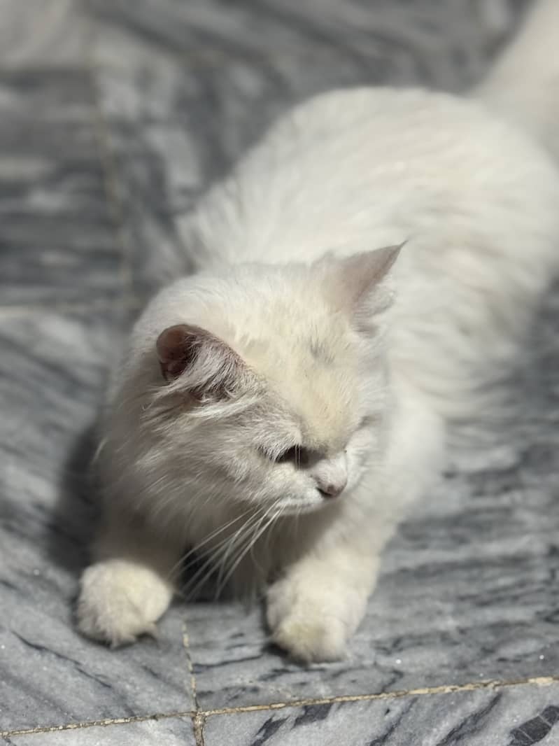 Persian Cat 6