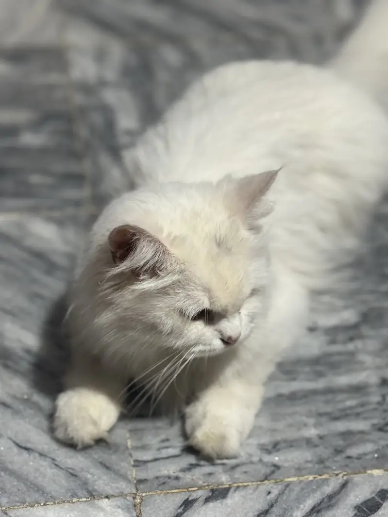 Persian Cat — photo 7