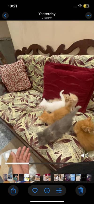 Persian kittens triple coated fluffy for sale