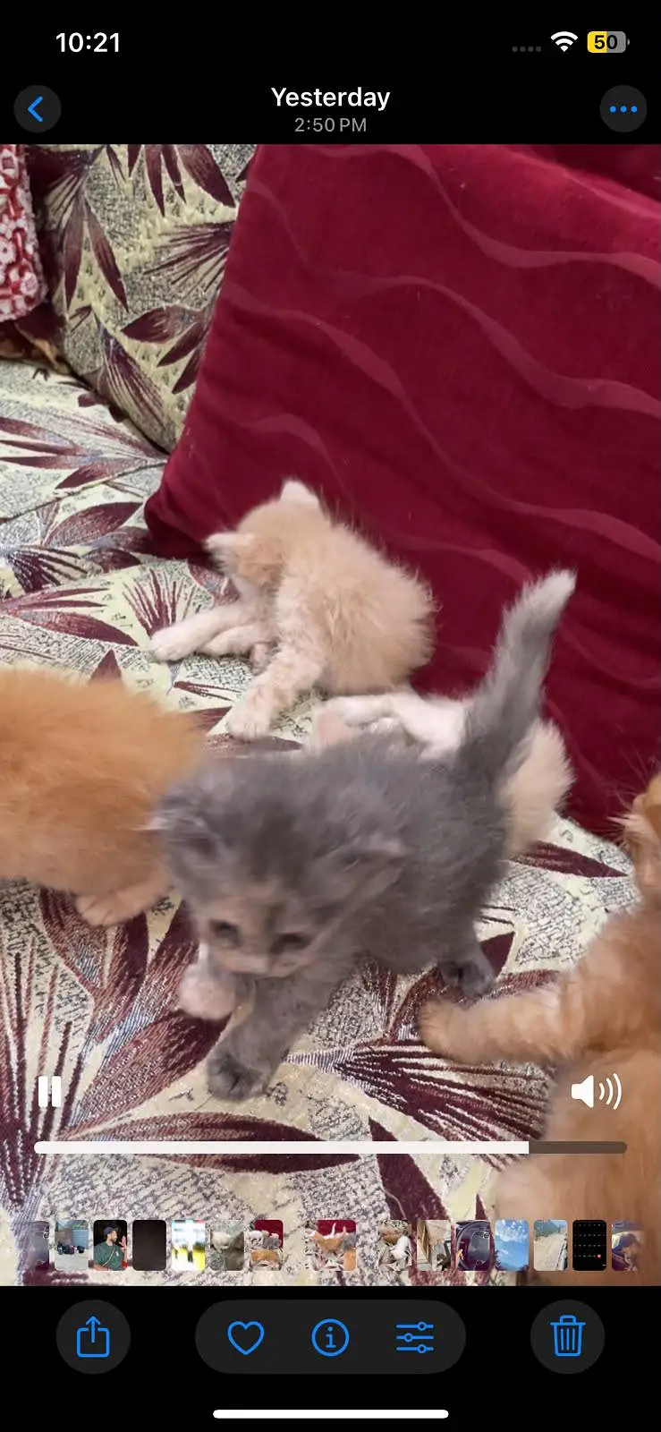 Persian kittens triple coated fluffy for sale — photo 2