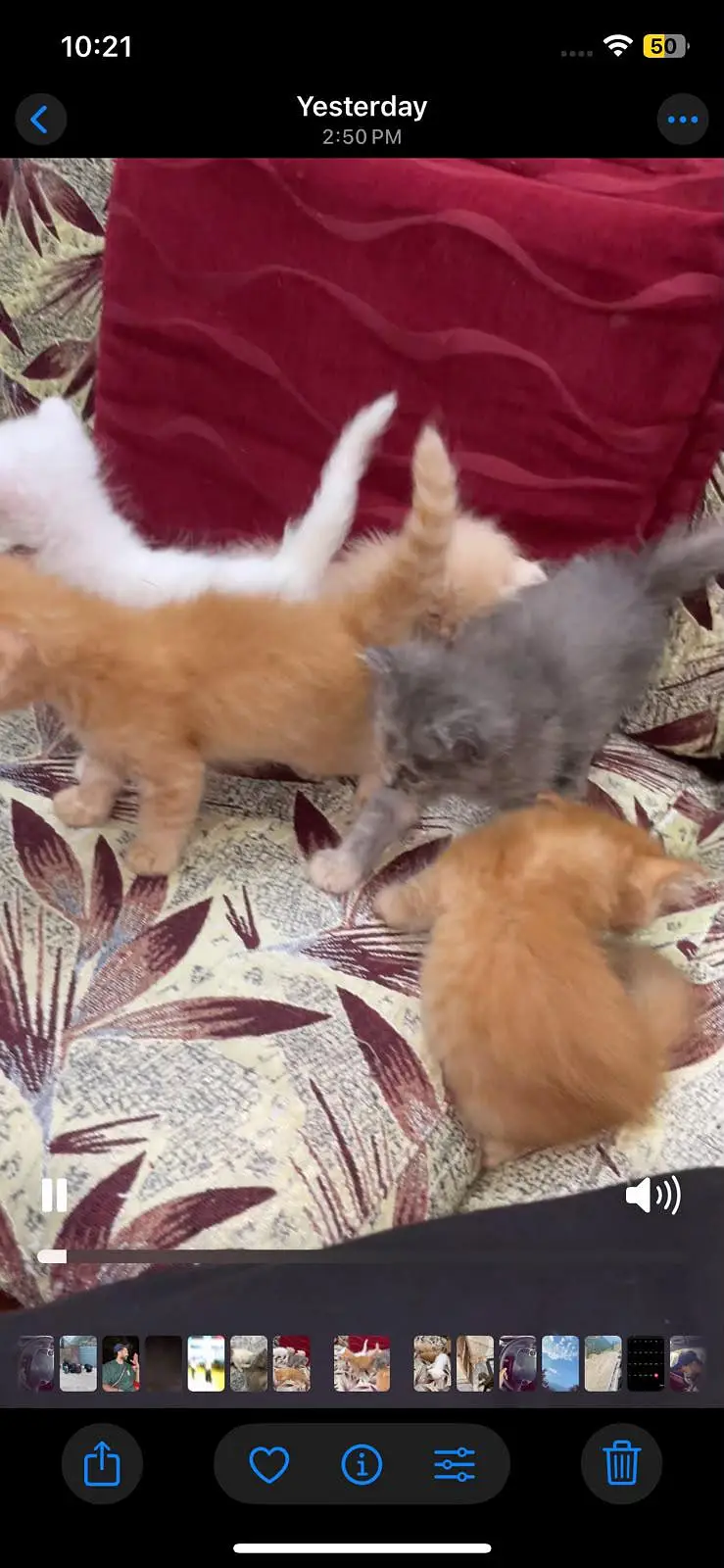 Persian kittens triple coated fluffy for sale — photo 3