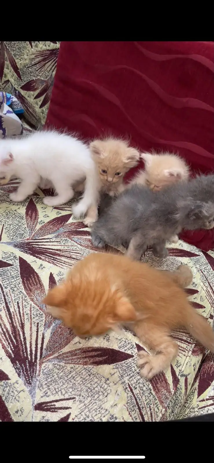 Persian kittens triple coated fluffy for sale — photo 4
