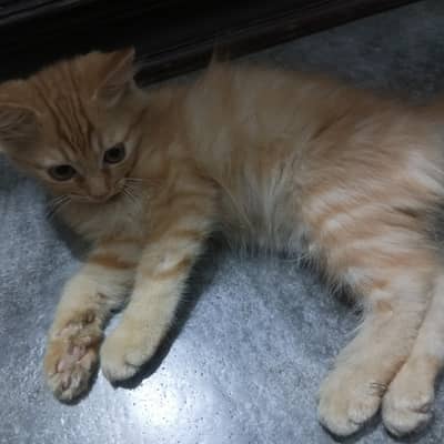 Persian kittens