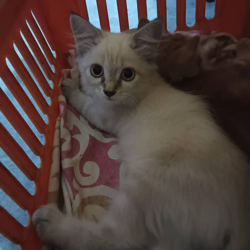 Persian kittens 1