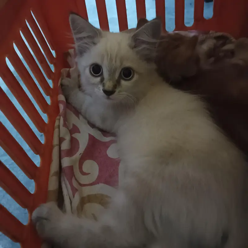 Persian kittens — photo 2