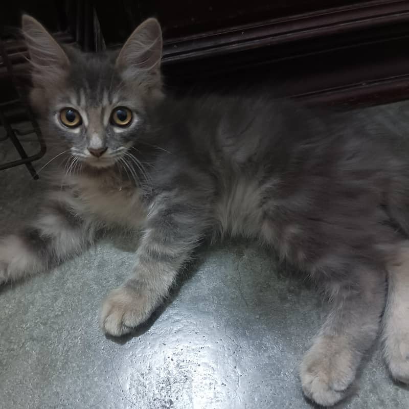 Persian kittens 2