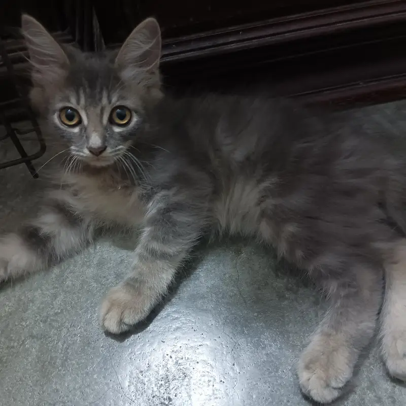 Persian kittens — photo 3