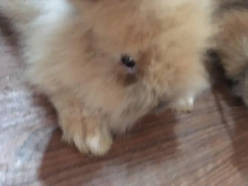 fancy bunnies