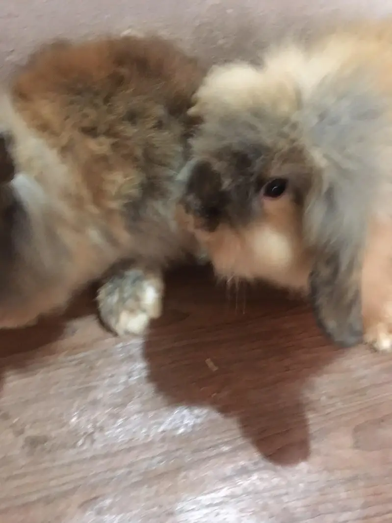 fancy bunnies — photo 2