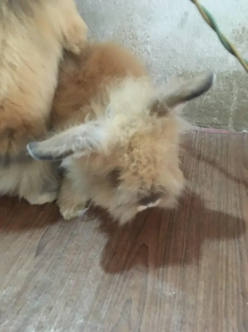 fancy bunnies — photo 3