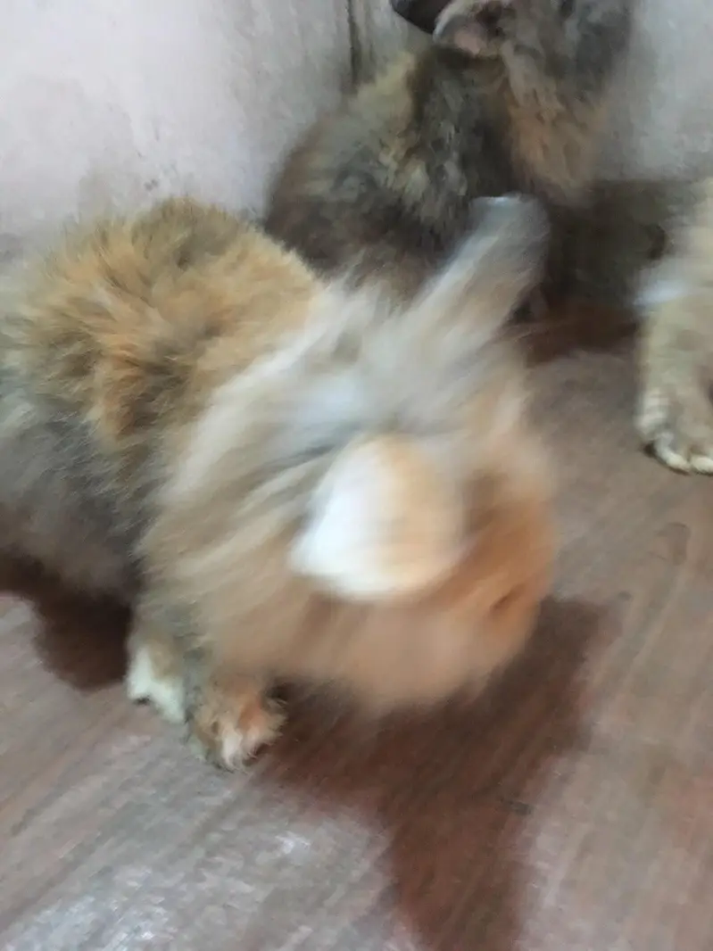 fancy bunnies — photo 4