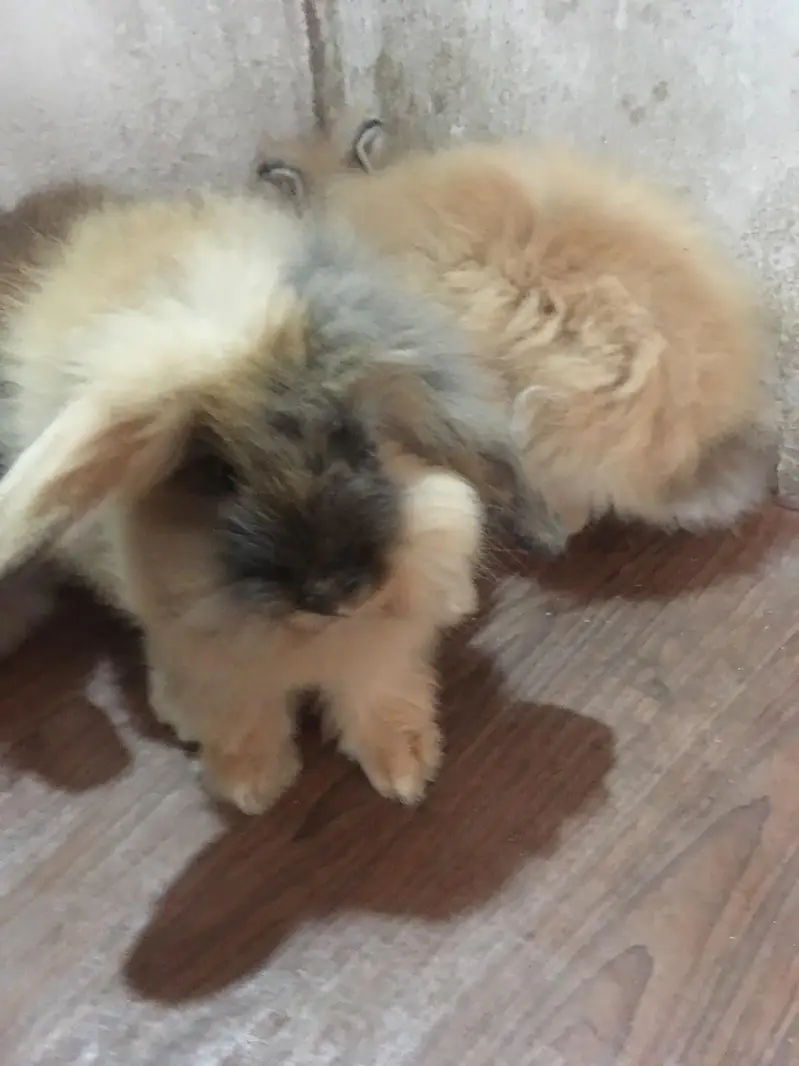 fancy bunnies — photo 5