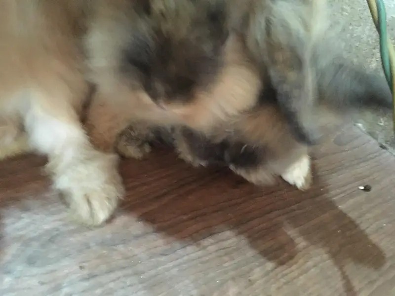 fancy bunnies — photo 6