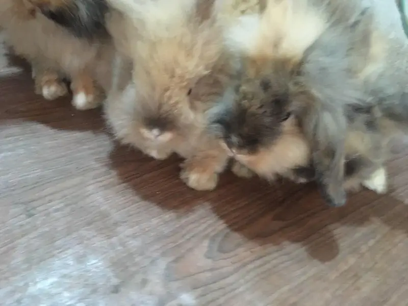 fancy bunnies — photo 7