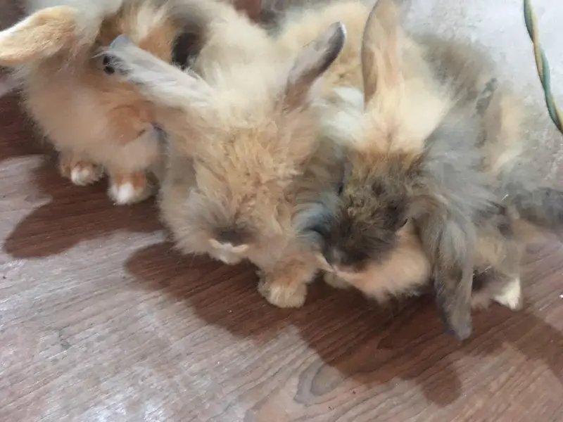 fancy bunnies — photo 8