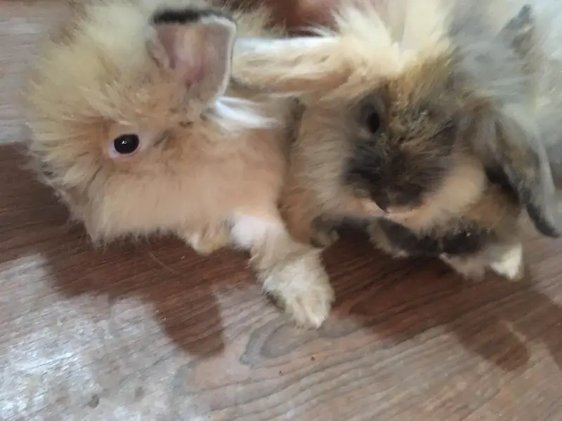 fancy bunnies — photo 9
