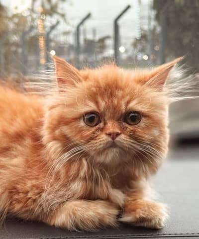 xpunch face kittens