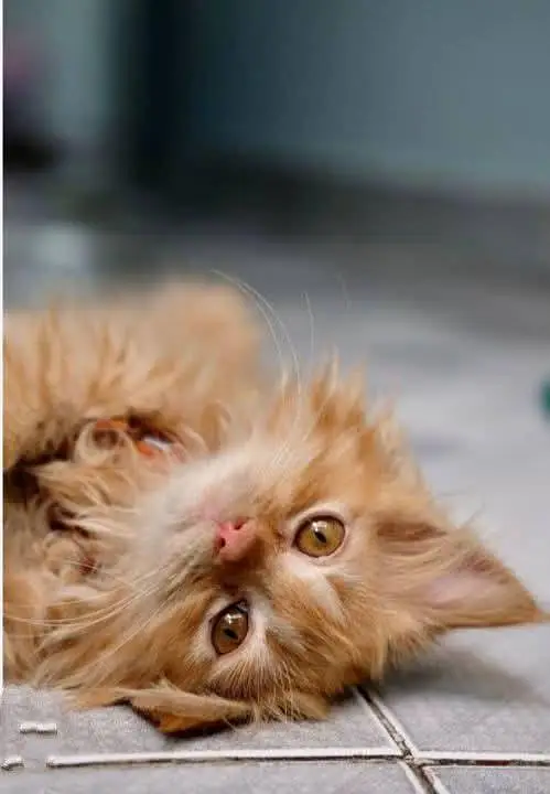xpunch face kittens — photo 2