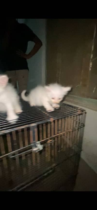 Persion kittens