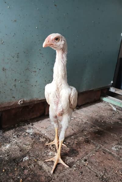 WHITE OH SHAMO CHICKS AVAILABLE