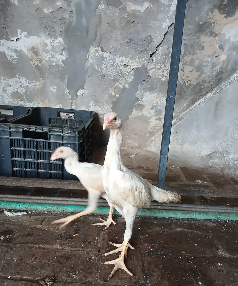 WHITE OH SHAMO CHICKS AVAILABLE — photo 2