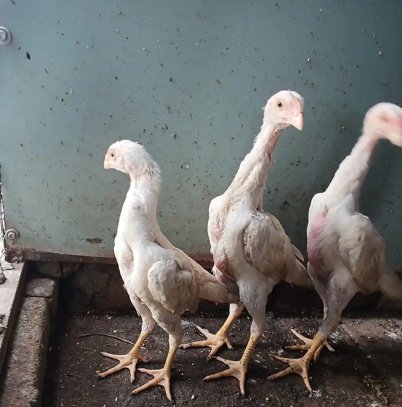 WHITE OH SHAMO CHICKS AVAILABLE — photo 3