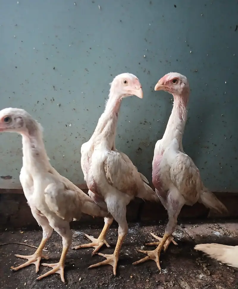 WHITE OH SHAMO CHICKS AVAILABLE — photo 4