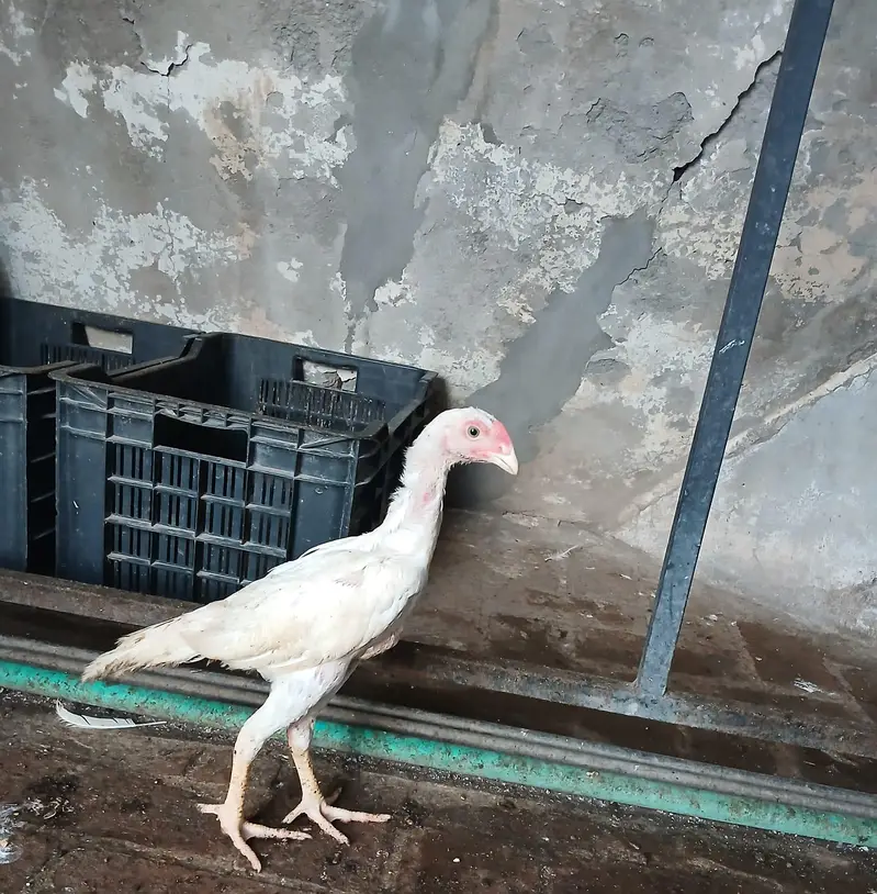 WHITE OH SHAMO CHICKS AVAILABLE — photo 5