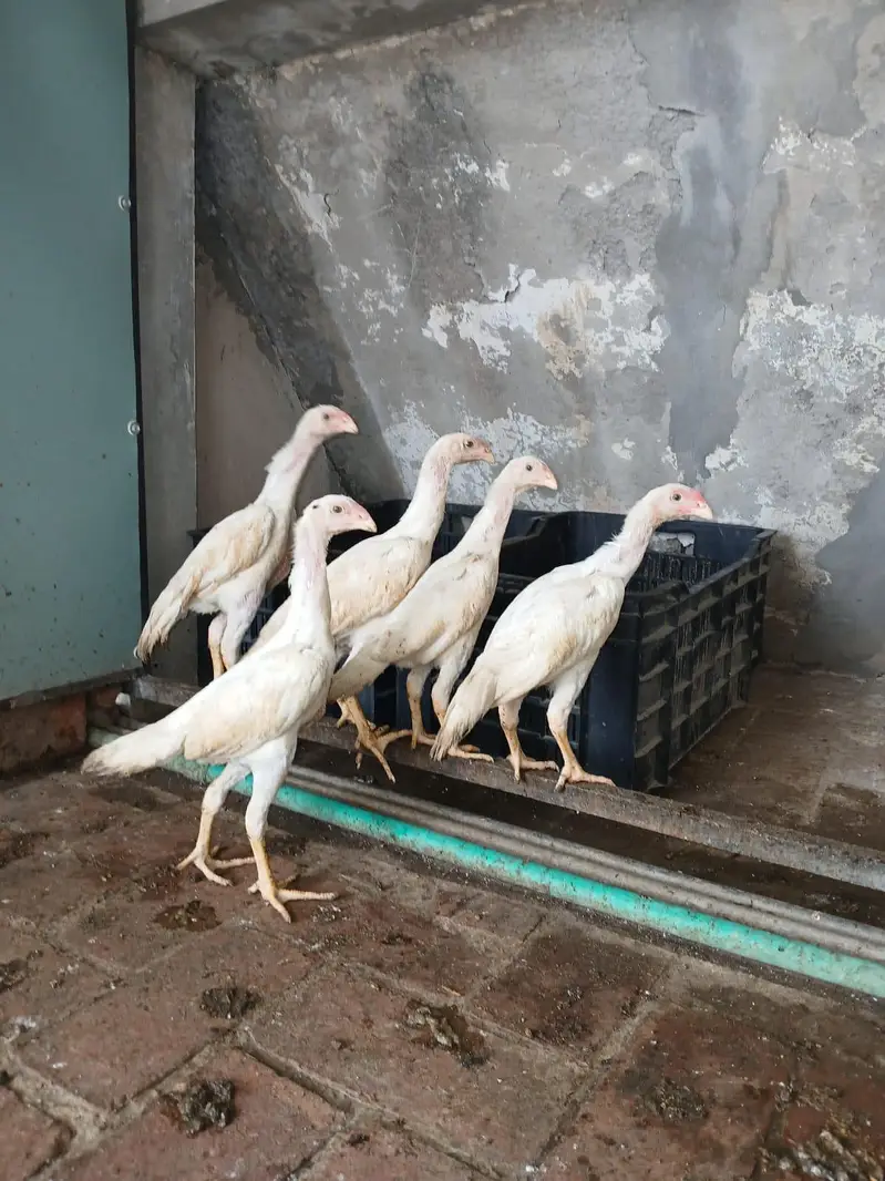 WHITE OH SHAMO CHICKS AVAILABLE — photo 6