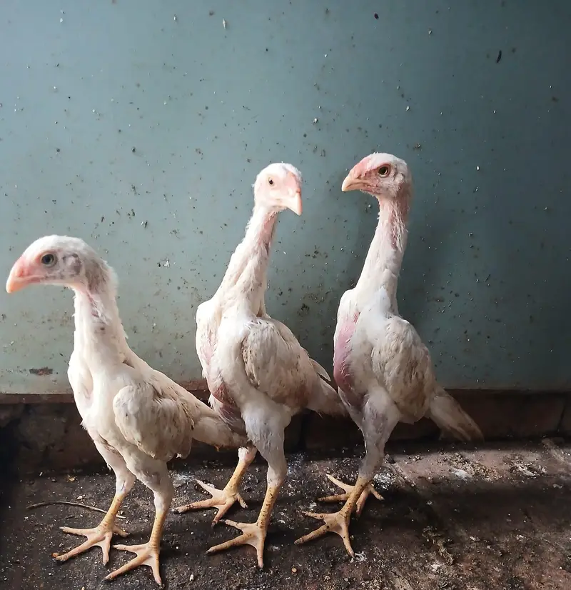 WHITE OH SHAMO CHICKS AVAILABLE — photo 7