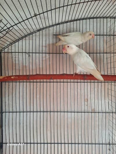lovebirds pair
