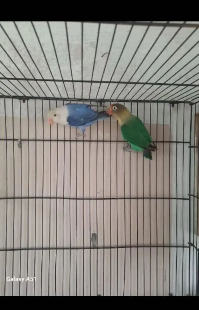 lovebirds pair — photo 2