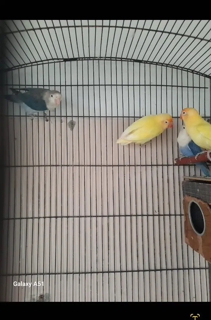 lovebirds pair — photo 3