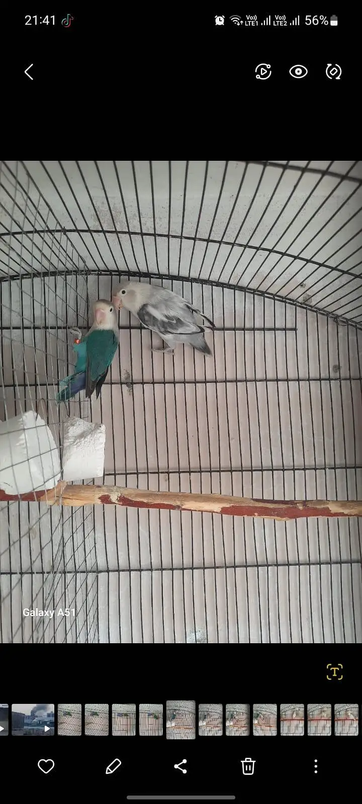 lovebirds pair — photo 4