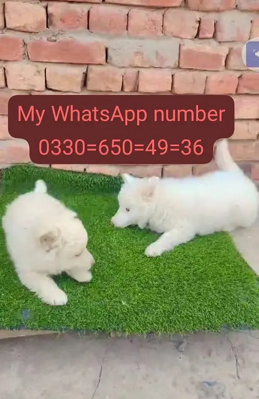 Russian puppy dog for sale