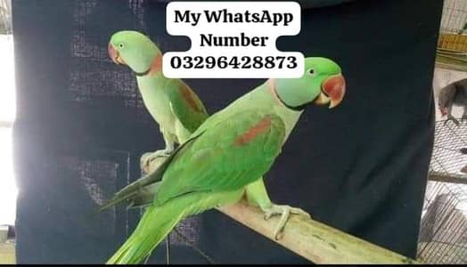 Kashmir Raw Paroot 8month age for sale