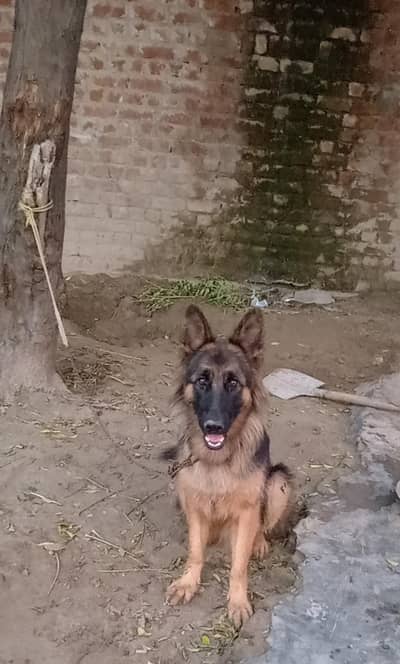 German shepherd Female 03147648921