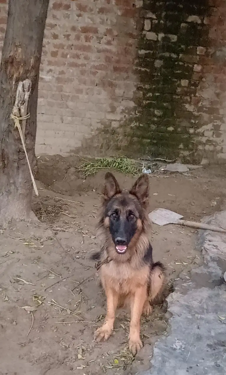 German shepherd Female 03147648921