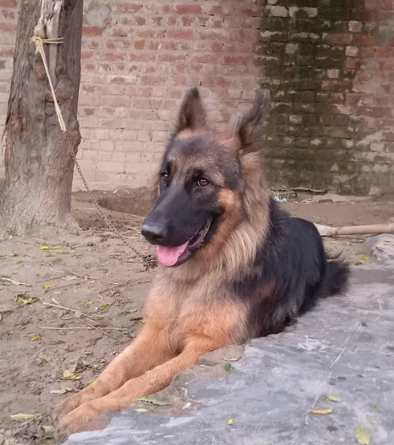 German shepherd Female 03147648921 — photo 2