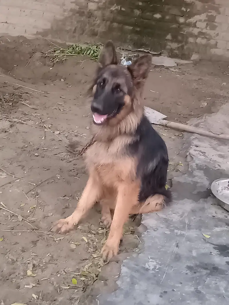 German shepherd Female 03147648921 — photo 3