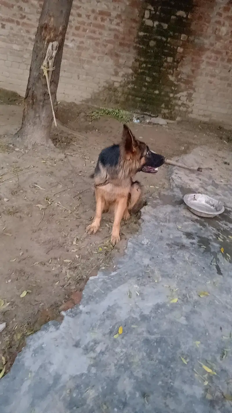 German shepherd Female 03147648921 — photo 4